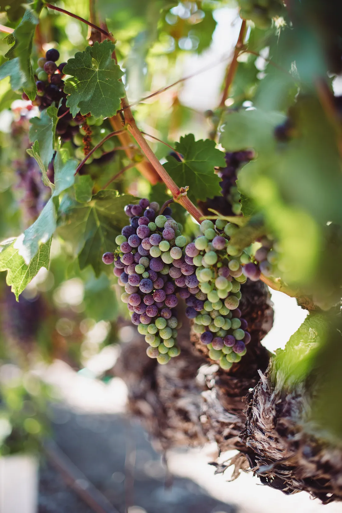 Image of Grapevines